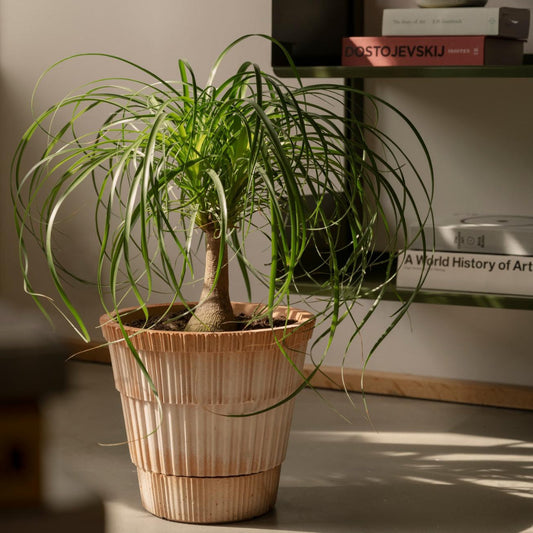 Atlas Pot