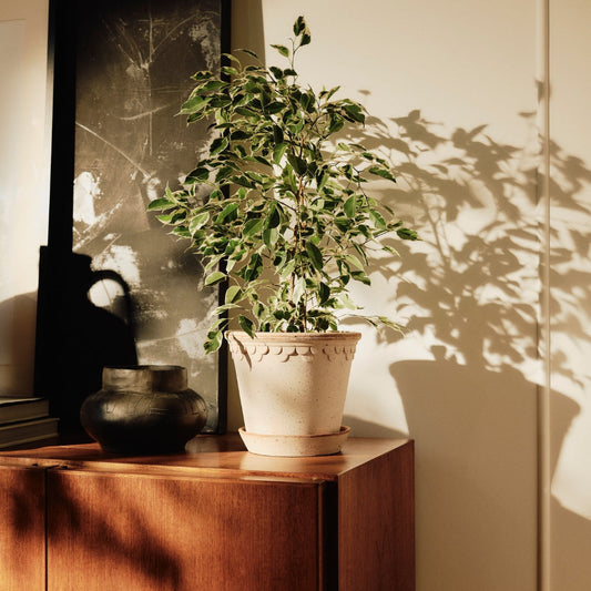 Københavner Raw Pot