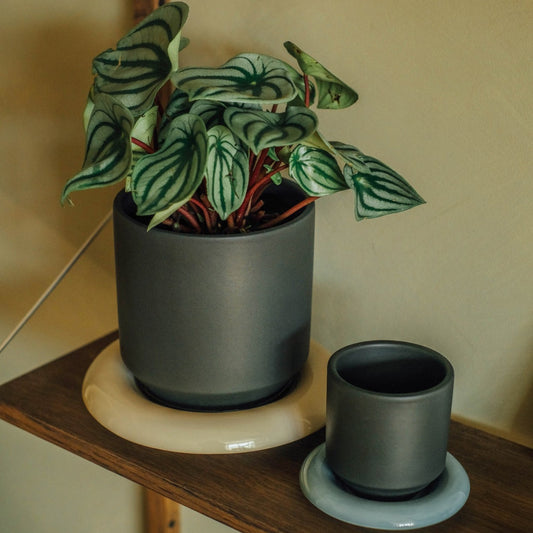 Lily Pot